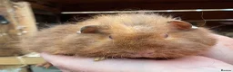 Guinea Pig rodents for sale: Baby Girl/Sows Guinea Pigs - Advert 9