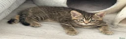 British Shorthair cats for sale: British shorthair Kittens - Advert 7