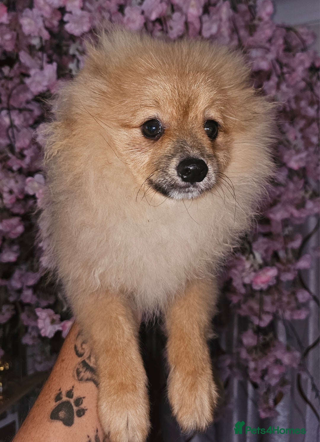 Pomeranian dogs for sale: POMERANIAN Puppies  - Image 6