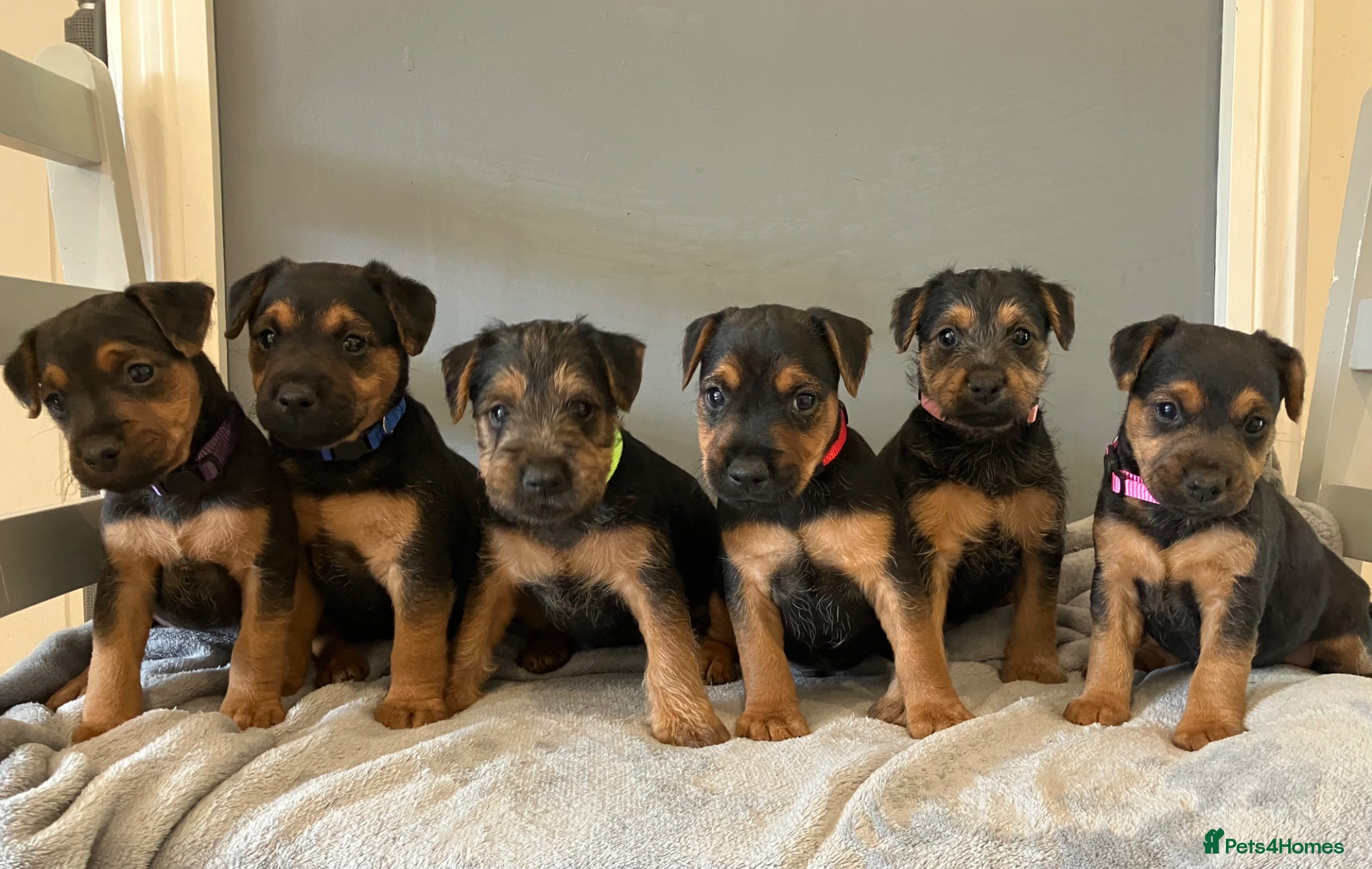 Lakeland Terrier dogs Beautiful Lakeland  - Advert 5