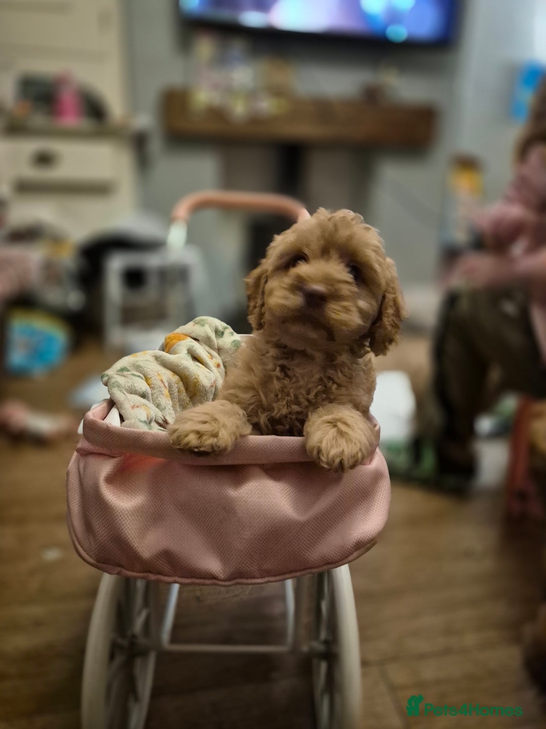 Cockapoo dogs for sale: ***BEAUTIFUL F1B COCKAPOOS*** - Advert 14