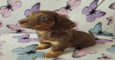 Dachshund dogs in Cardiff - Advert 1