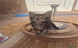 Maine Coon cats for sale: Maine coon x kittens - Image 5