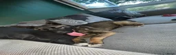 Mixed Breed dogs for sale: AkitaX malinois  in Bradford - Advert 3