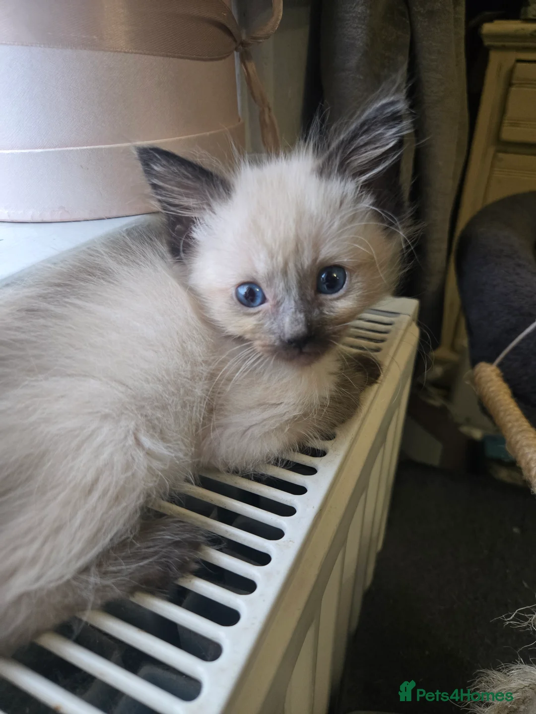 Mixed Breed cats for sale: Ready for new slaves beautiful sphynx babies. - Advert 10