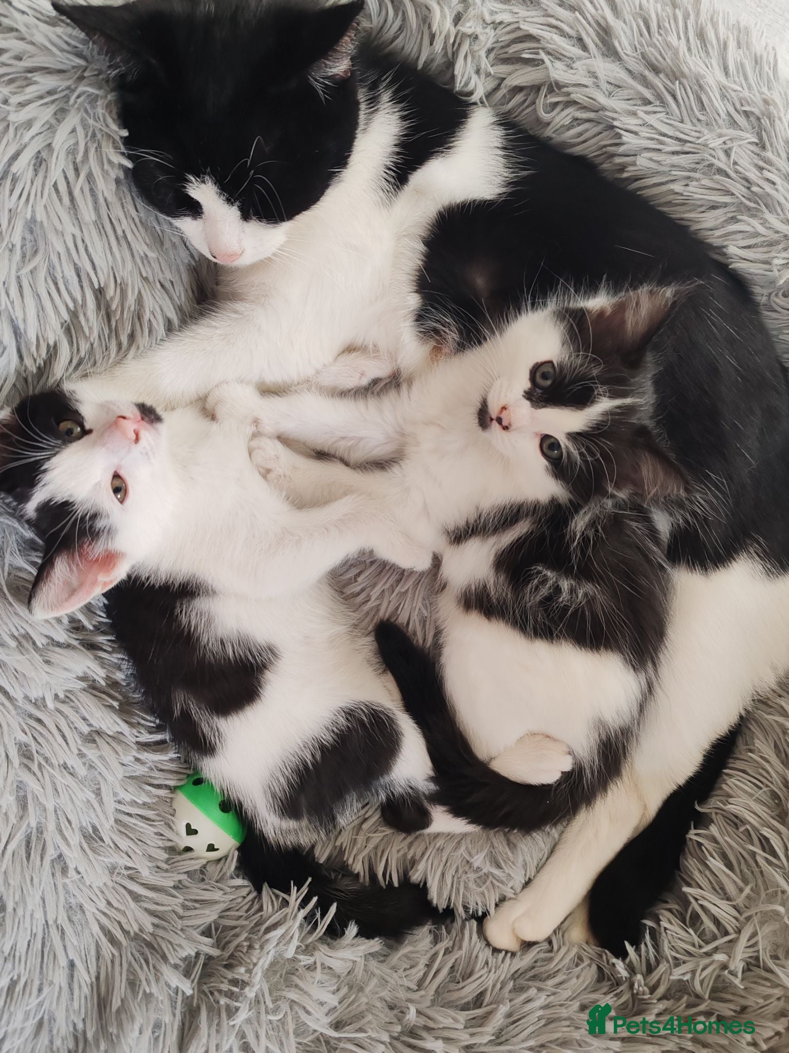 Mixed Breed cats Kittens  - Advert 18