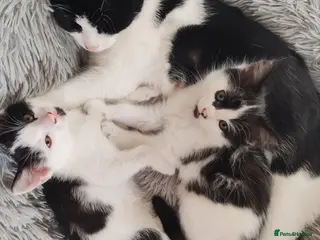 Mixed Breed cats Kittens - Advert 18