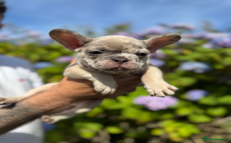 French Bulldog dogs - Advert 1