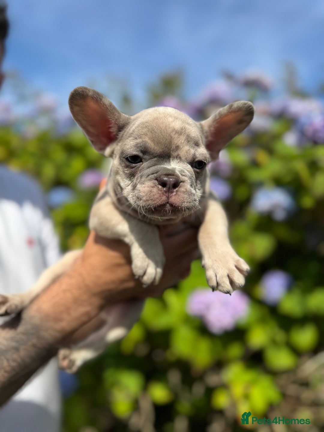 French Bulldog dogs for sale: Quality lilac Merle French bulldogs  - Image 1