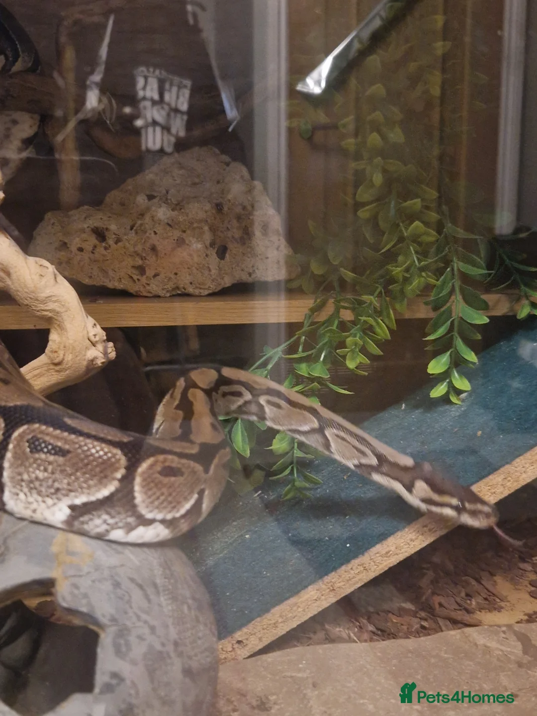 Python Snake reptiles for sale: Royal Python - Advert 1