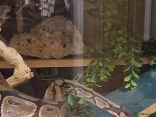 Python Snake reptiles Royal Python - Advert 7