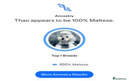 Maltese dogs for stud: ✨Exquisite DOLL KC Korean Maltese Stud DNA Clear ✨ - Image 6