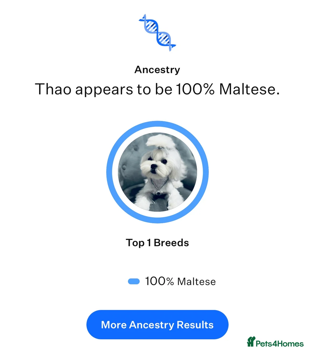 Maltese dogs for stud: 👑Exquisite KC Korean Maltese Stud DNA Clear👑 - Advert 16