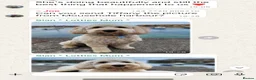 Goldendoodle dogs for sale: Top quality, health tested multiGen Double Doodles - Advert 26