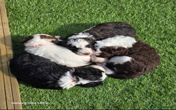 Sheepadoodle dogs for sale: Gorgeous Sheepadoodle litter - Advert 12