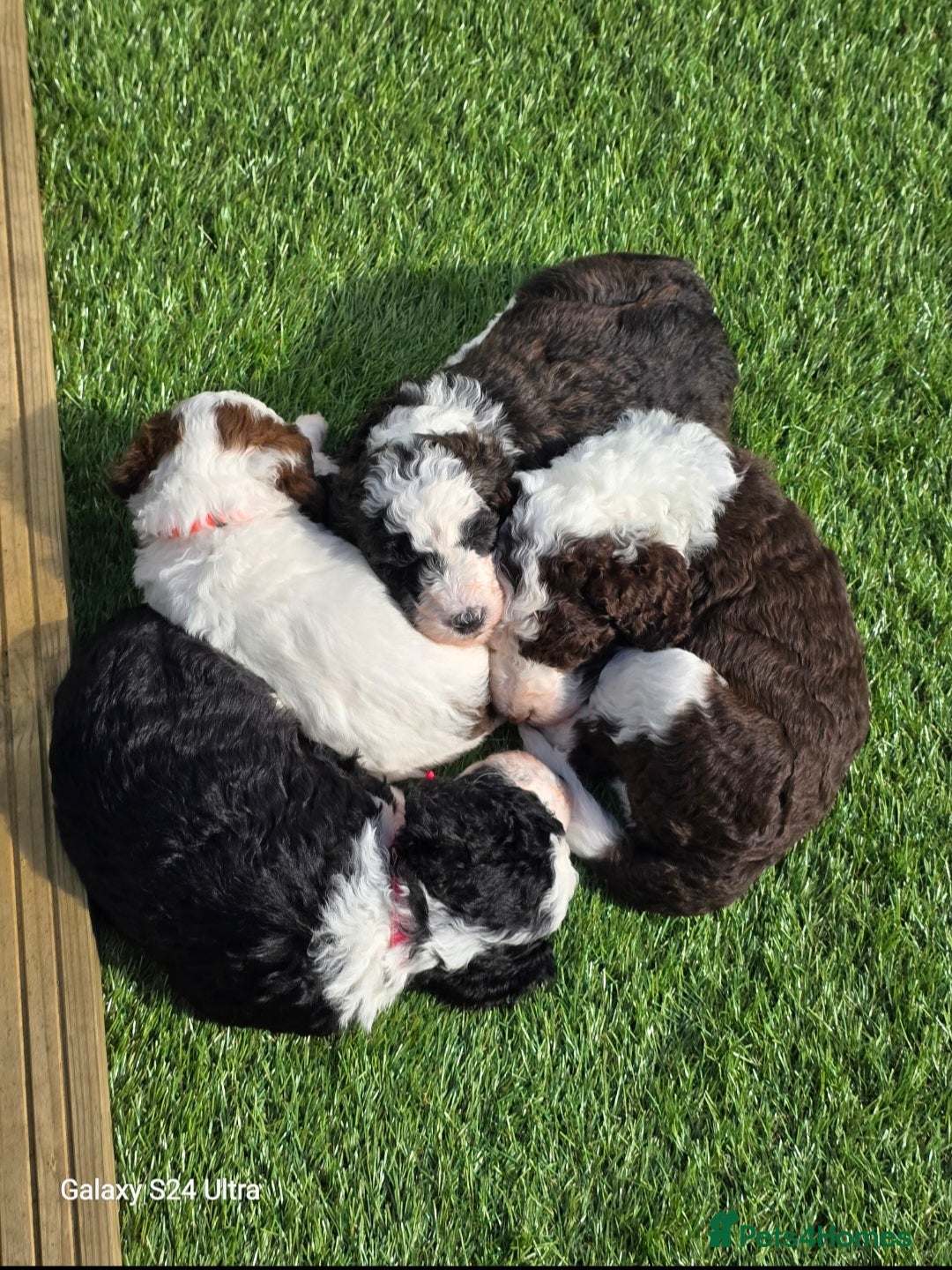 Sheepadoodle dogs for sale: Gorgeous Sheepadoodle litter - Advert 12