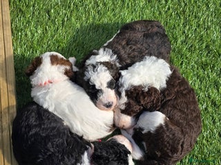 Sheepadoodle dogs - Advert 2