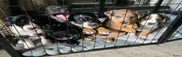 Borador dogs for sale: Borador pups with a bit of kelpie too! - Advert 1