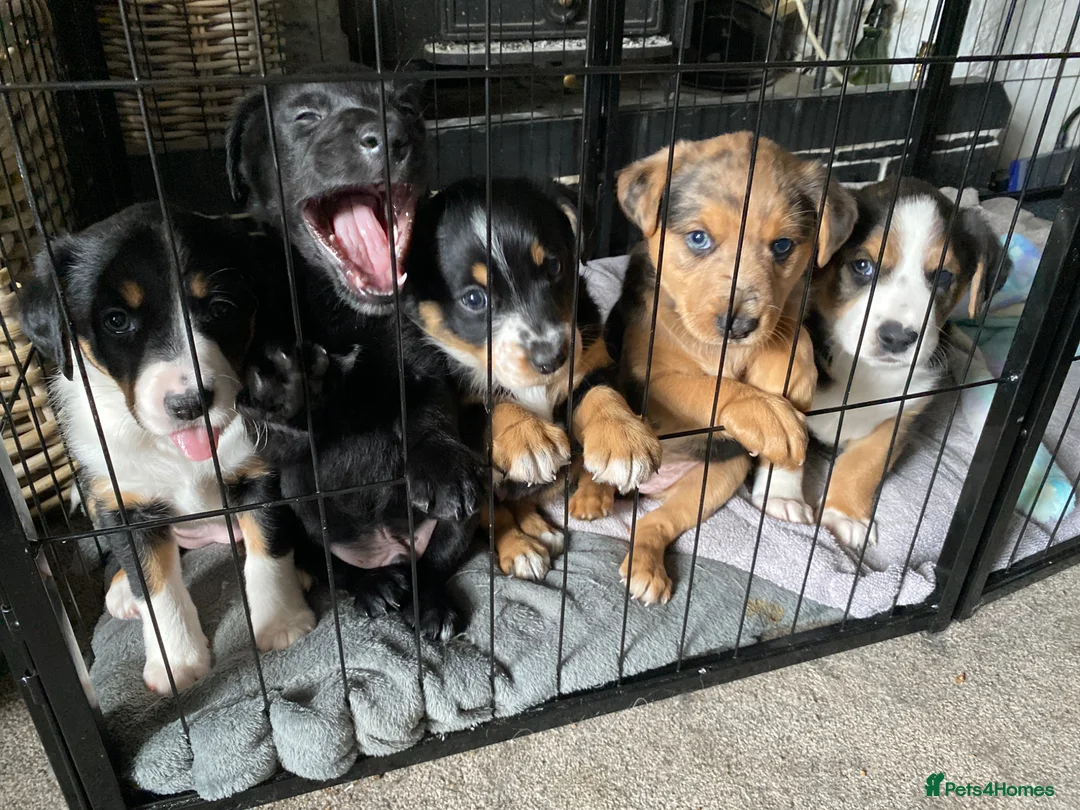 Borador dogs for sale: Borador pups with a bit of kelpie too! - Advert 1
