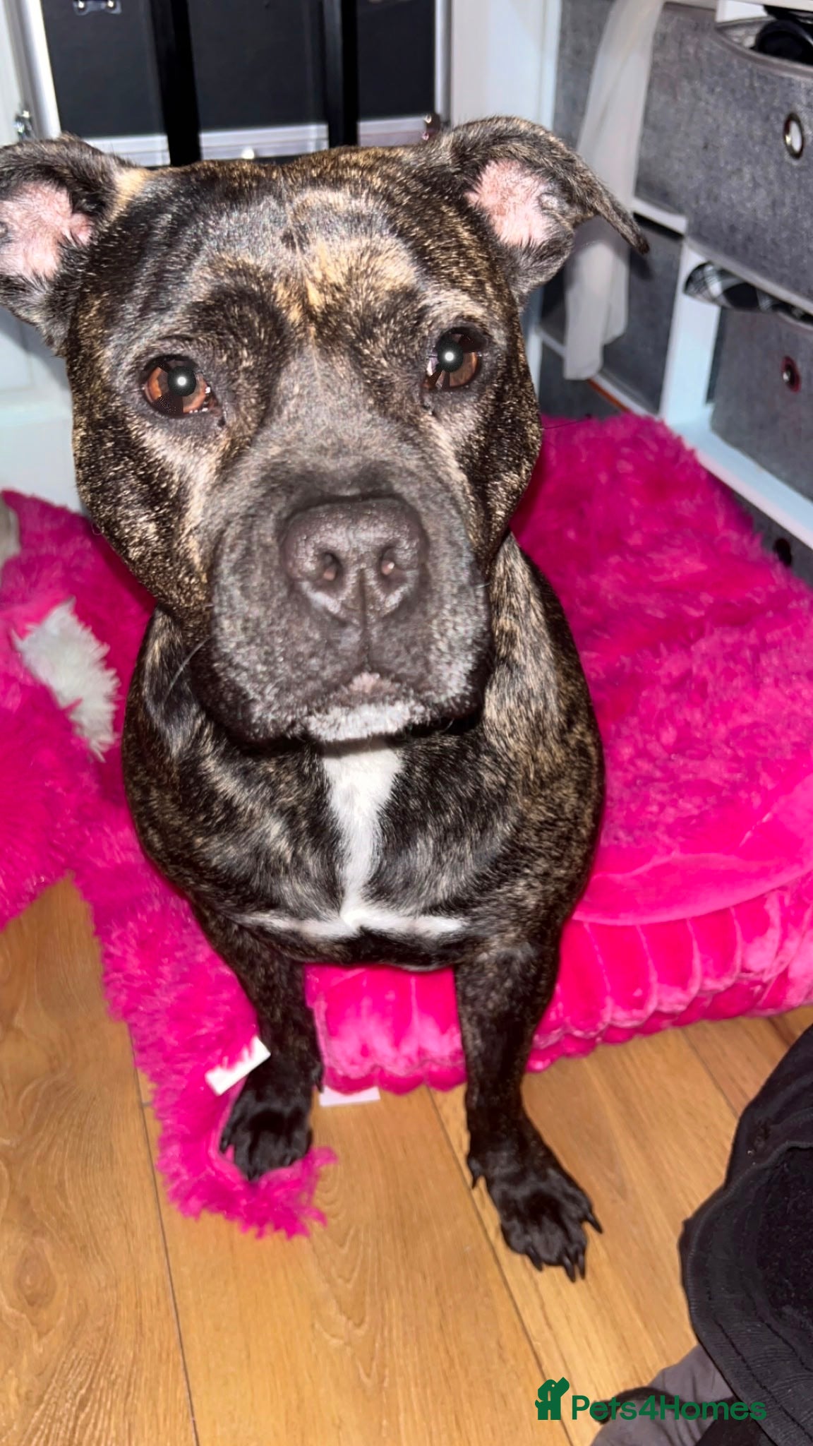Mixed Breed dogs for sale: StaffXbull mastiff in Swindon - Advert 4
