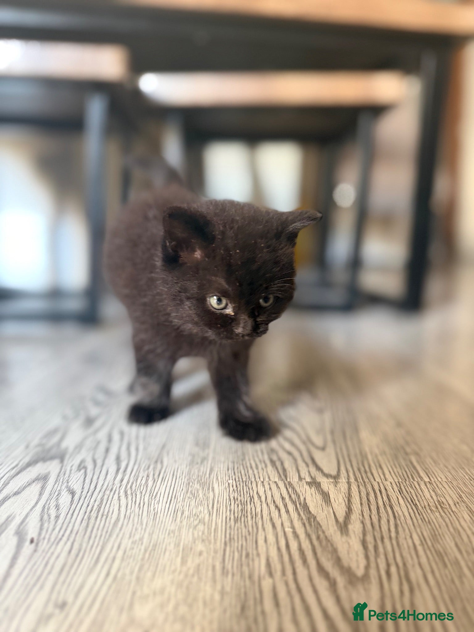 Mixed Breed cats Persian and tabby Ebony kitten - Advert 4