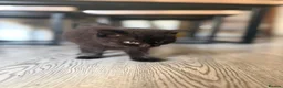 Mixed Breed cats for sale: Persian and tabby Ebony kitten in Birmingham - Advert 1