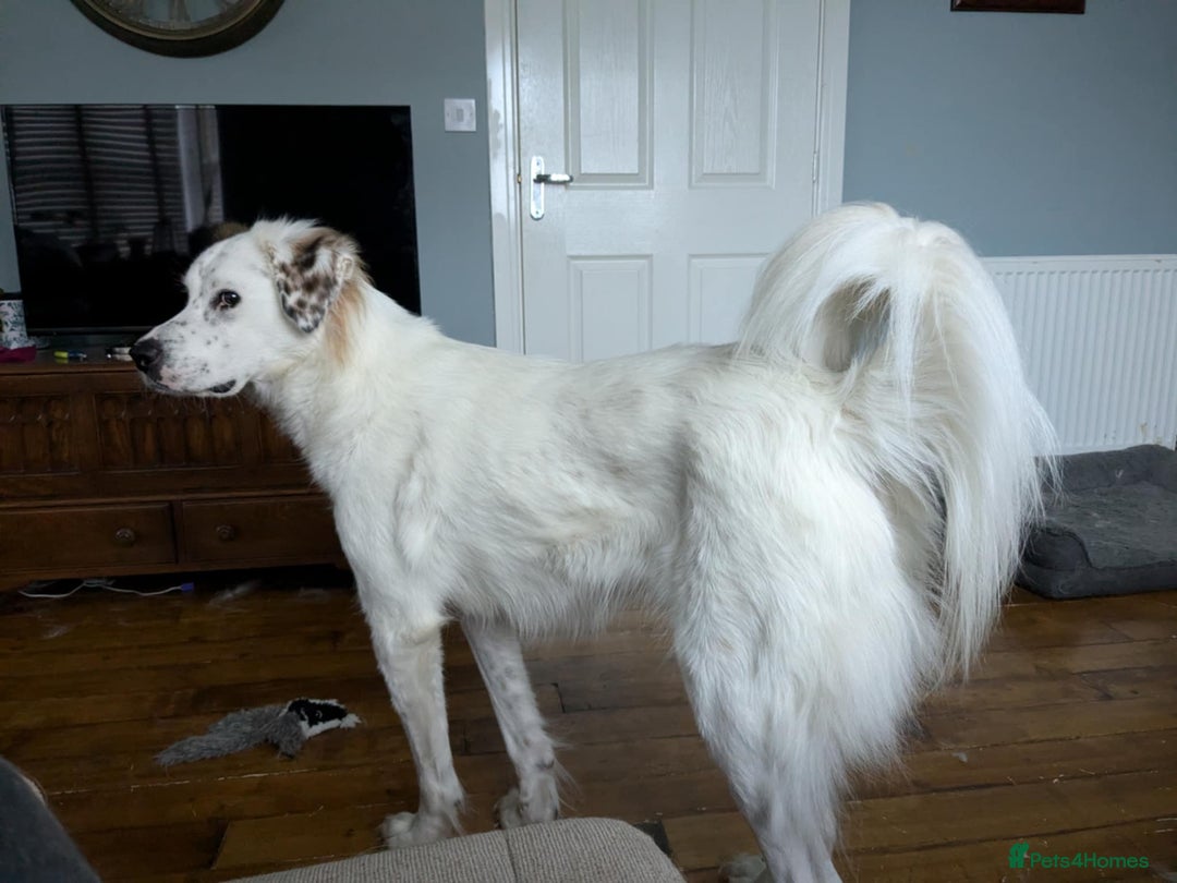 Mixed Breed dogs for adoption: Ned needs someone to believe in him 💙 - Advert 18