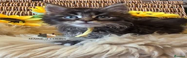 Maine Coon 1