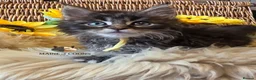 Maine Coon cats for sale: Maine coon kittens - Advert 17