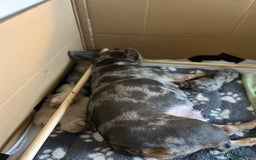 French Bulldog dogs for sale: Accepting Reservations 4 Girls,2 Boys Available  - Image 16