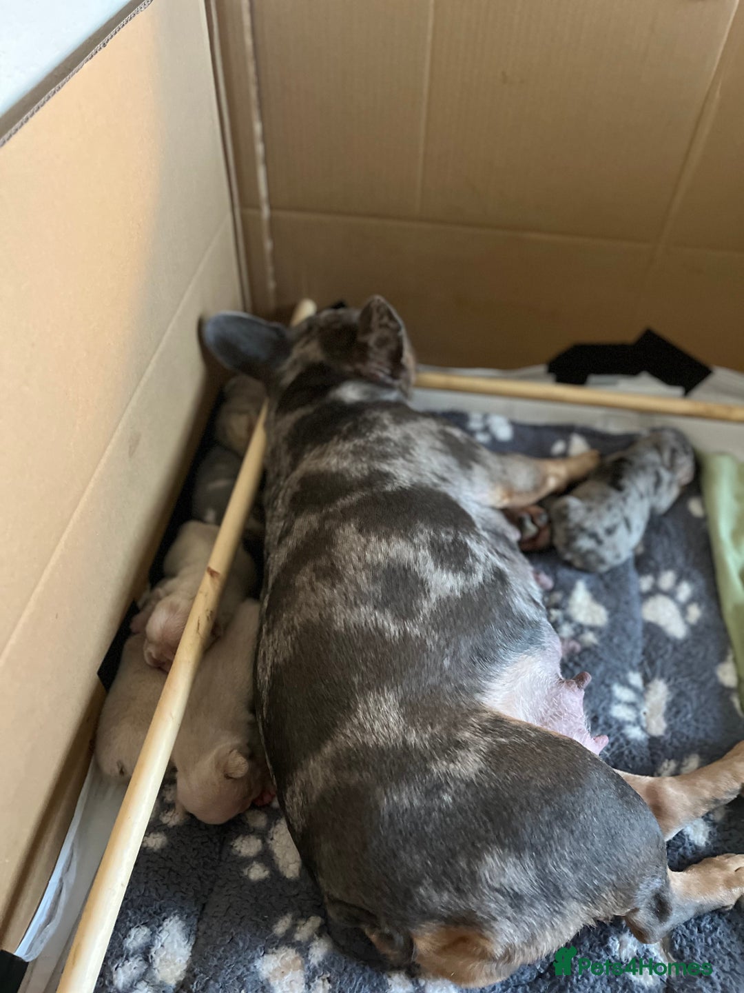 French Bulldog dogs for sale: Accepting Reservations 4 Girls,2 Boys Available  - Image 16