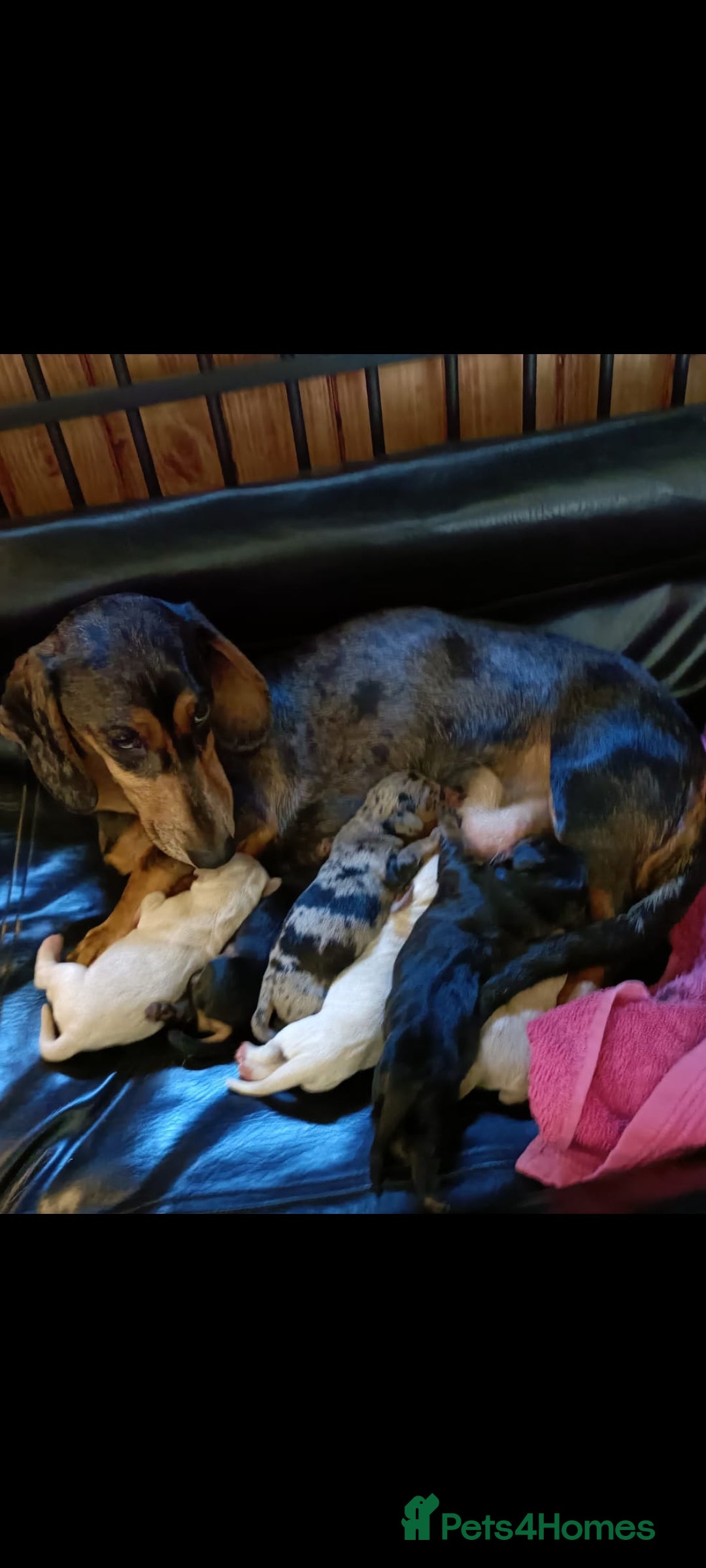 Miniature Dachshund dogs for sale: Miniature Dachshund  - Image 8