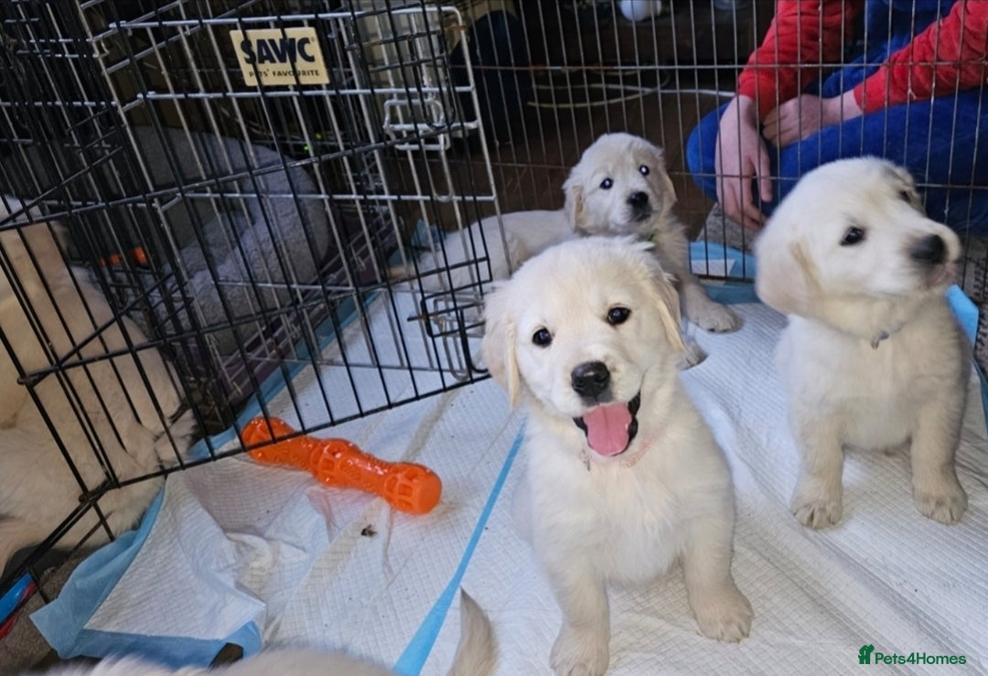 Golden Retriever dogs for sale: Beautiful Golden Retriever Puppies  - Advert 6