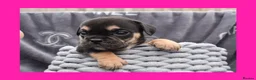 English Bulldog dogs for sale: Stunning Litter of Exotic English Bulldogs - Advert 7