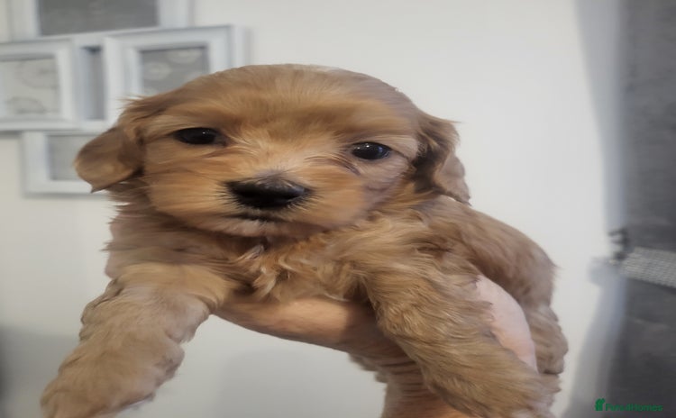 Cavapoochon dogs - Advert 1