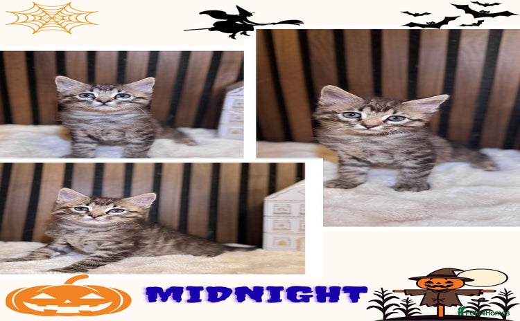 Ragdoll cats - Advert 3