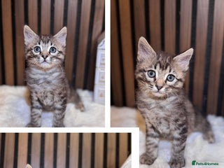 Ragdoll cats - Advert 26