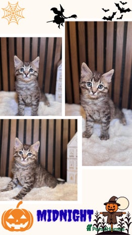 Ragdoll cats - Advert 3