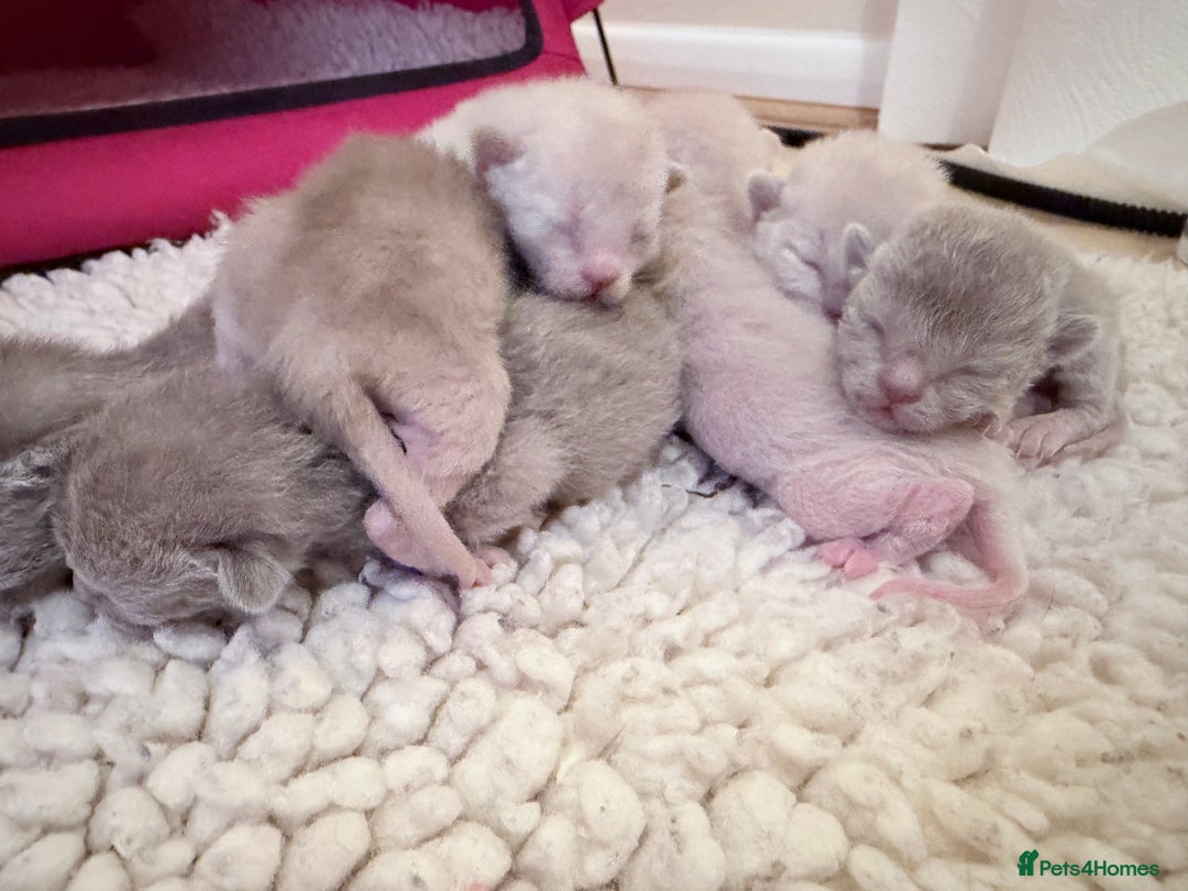 Burmese cats for sale: GCCF-Home raised-BurmeseKittens ready end February - Advert 3
