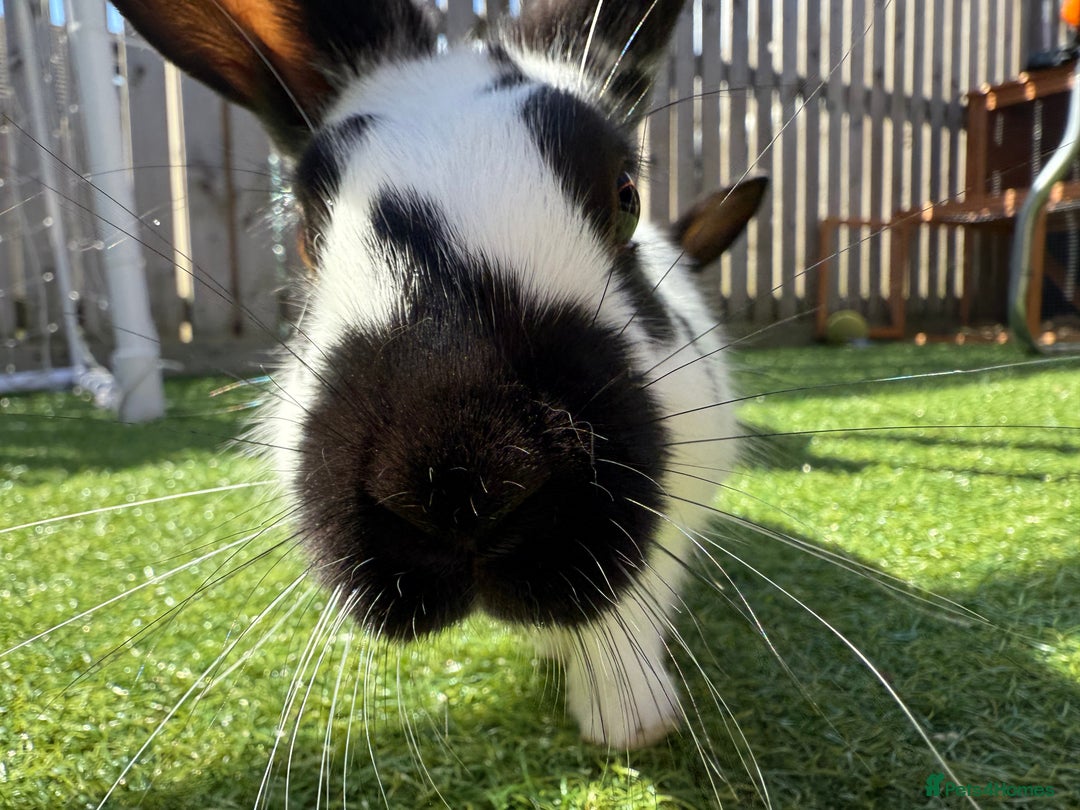 Mixed Breed rabbits for sale: Two male rabbits with hutch  - Advert 4