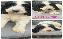 Cockapoo dogs for sale: Cockapoo puppies  - Image 3