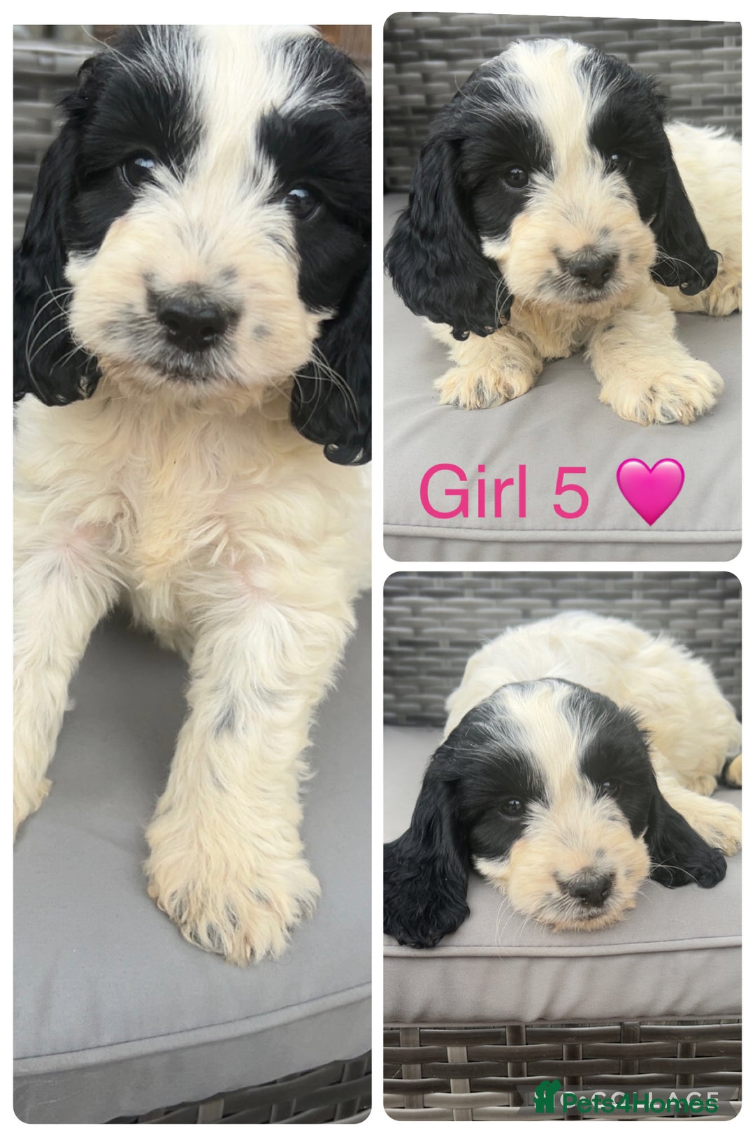 Cockapoo dogs for sale: Cockapoo puppies  - Image 3