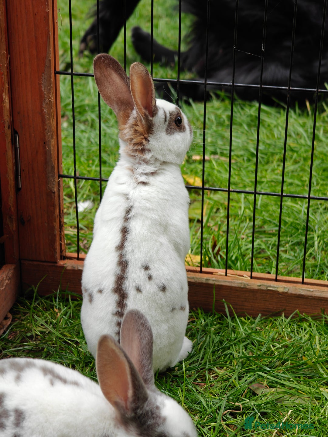 Rex rabbits for sale: Mixed litter of Mini Rex  - Image 22