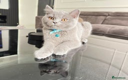 British Shorthair cats for sale: British Short hair - Image 3