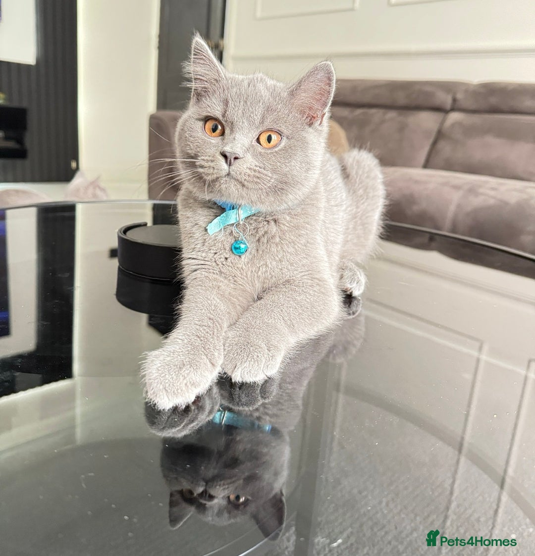 British Shorthair cats for sale: British Short hair - Image 3