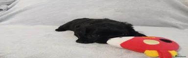 Pug 2