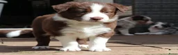 Border Collie dogs for sale: Born Curious, Raised Close to People-Border Collie in Leicester - Advert 11