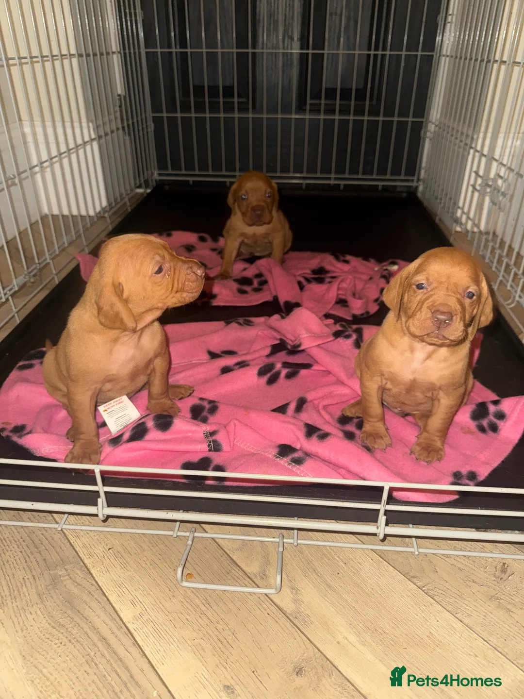 Hungarian Vizsla dogs for sale: Hungarian Vizsla KC Puppies excellent Pedigree - Advert 24