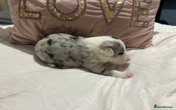 Border Collie dogs for sale: Border collie puppy’s ready to reserve  - Image 38