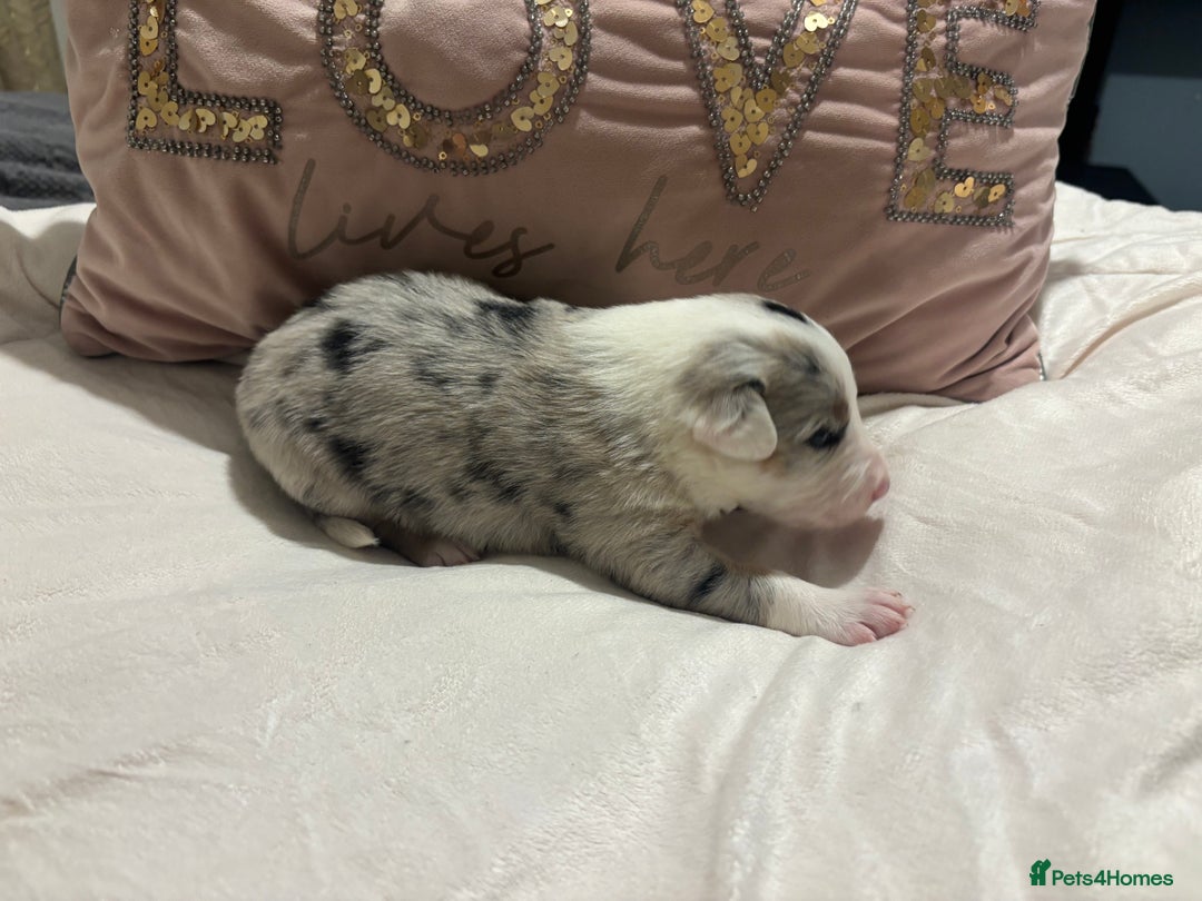 Border Collie dogs for sale: Border collie puppy’s ready to reserve  - Image 38